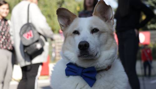 Bazar 'Pruži ljubav šapi' okupio ljubitelje pasa i mačaka