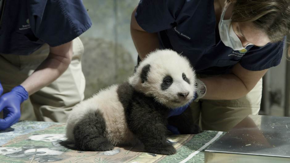 Beba panda iz zoo vrta u Washingtonu dobila ime "Malo čudo"
