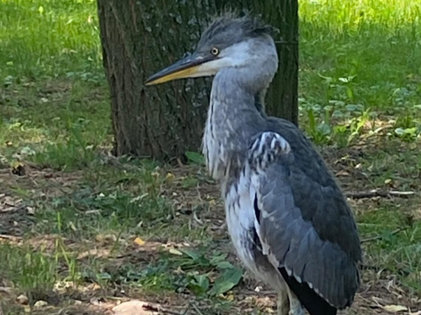 Beba sive čaplje ispala iz gnijezda na Ilidži, "Naše ptice" poručuju: Nemojte ju dirati!