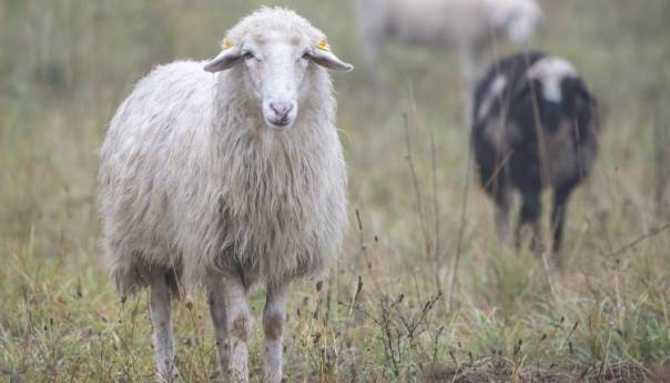 Beč: Kraj sezone za 'vunene kosilice'