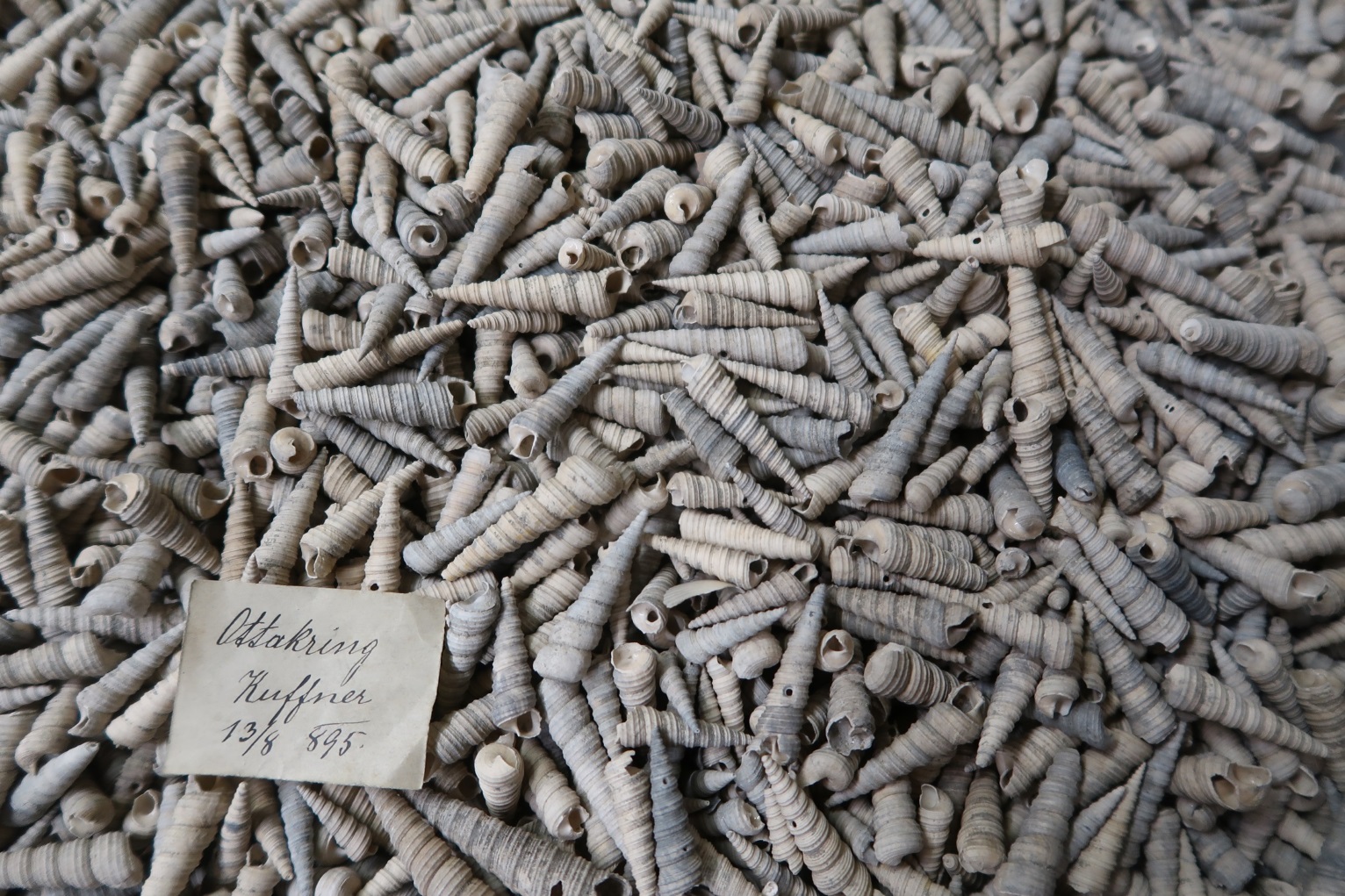 Beč: Nova otkrića o bogatoj historiji biodiverziteta Srednje i Jugoistočne Evrope