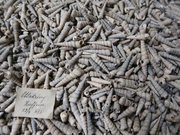 Beč: Nova otkrića o bogatoj historiji biodiverziteta Srednje i Jugoistočne Evrope