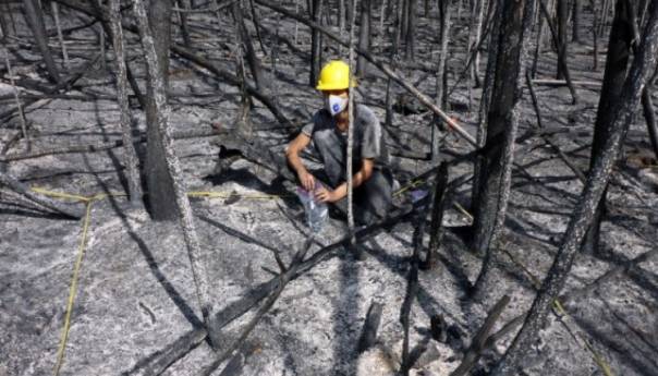 Beč: Nova otkrića o posljedicama požara u prirodi