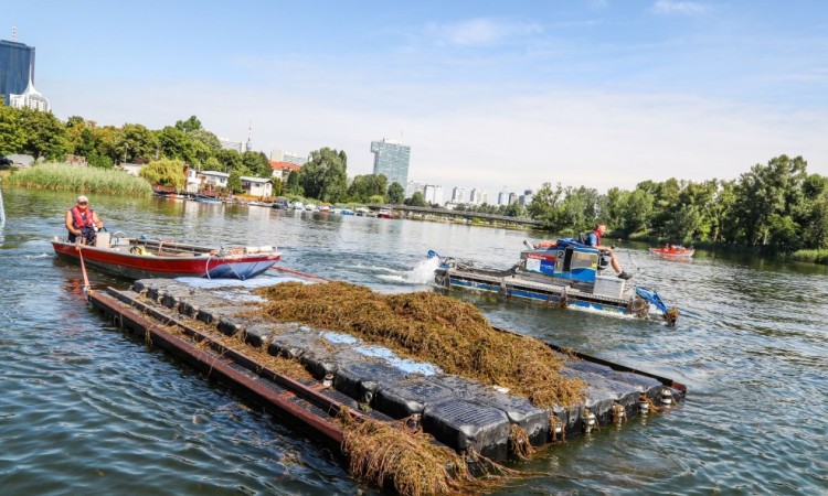 Beč: Podvodne biljke iz Dunava postaju ambalaža