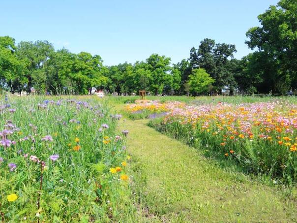 Beč uvodi novu vrstu prirodnih grobova: Urne će se sahranjivati u cvjetnim livadama