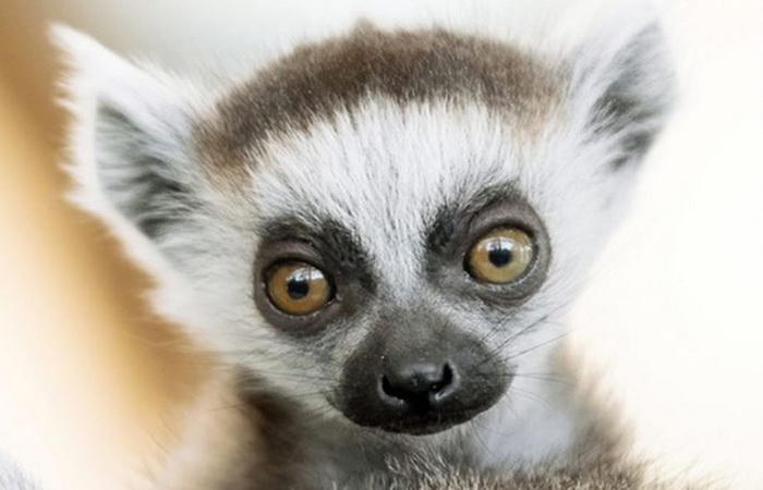 Bečki zoološki vrt Schönbrunn bogatiji za bebu lemura