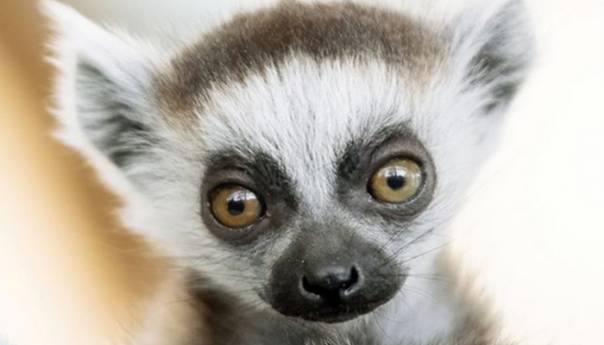 Bečki zoološki vrt Schönbrunn bogatiji za bebu lemura