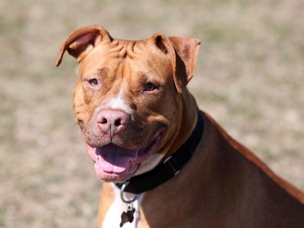 Beograd: Otac dječaka kojeg je izujedao pas pretukao njegovog gazdu