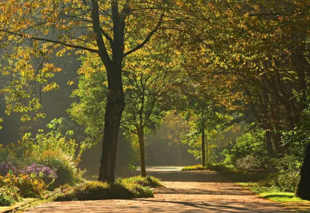 Berlin će do 2040. imati milion stabala