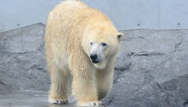 Berlinski zoološki vrt izgubio posljednjeg polarnog medvjeda