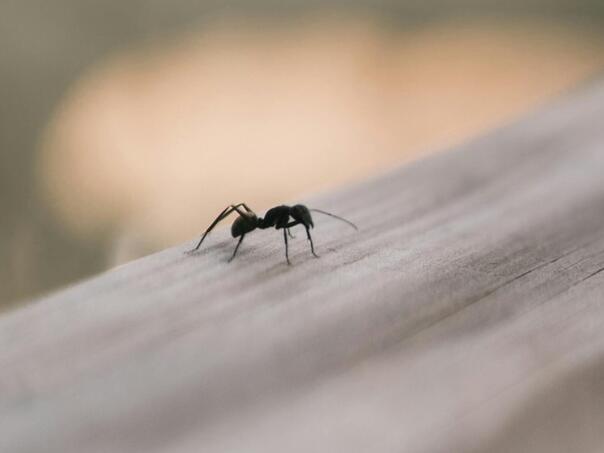 Bez hemije, bez stresa: Rastjerajte mrave iz doma