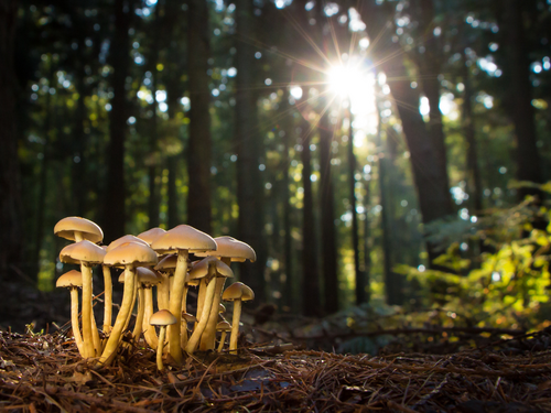 Bh. meteorolozi najavljuju "vrijeme od gljiva", šta to znači?