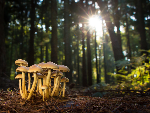 Bh. meteorolozi najavljuju "vrijeme od gljiva", šta to znači?