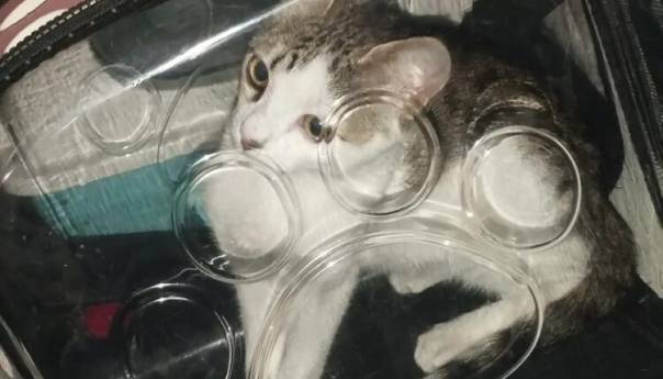 Bh. spasitelji kući stigli sa spašenom mačkom, Aleyna udomljena u Jablanicu