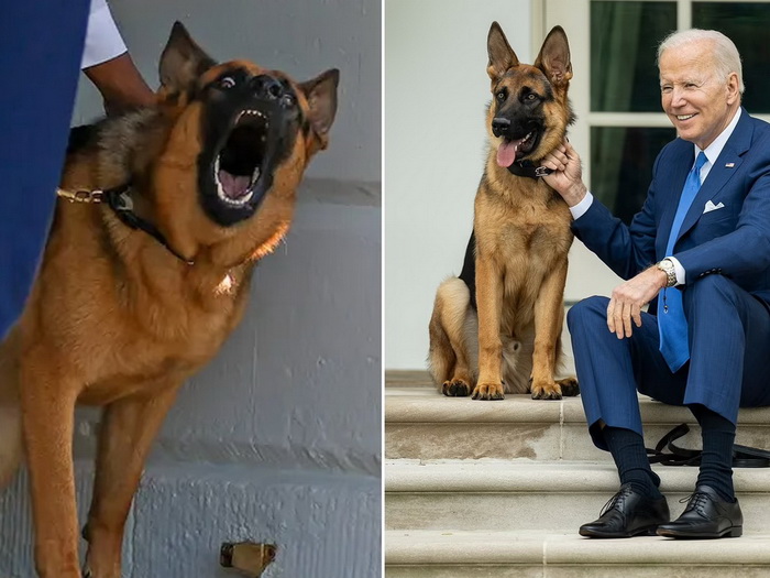 Bidenov pas Commander čak 24 puta ugrizao agente Tajne službe