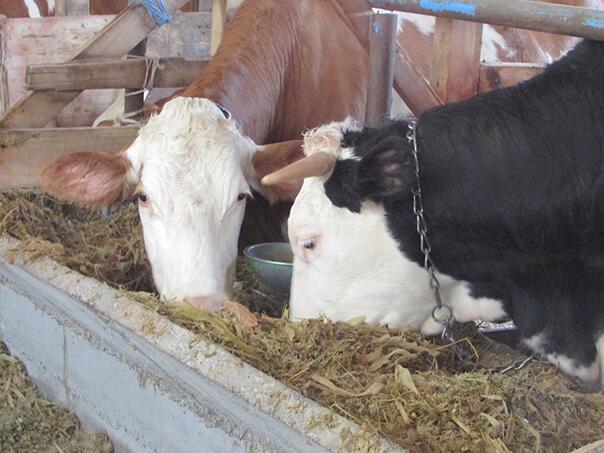 BiH zabilježila porast proizvodnje mlijeka u prošloj godini