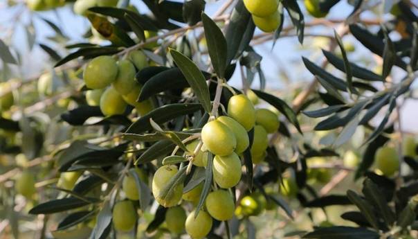 BiH zemlja posmatrač na Skupštini Međunarodnog vijeća za masline