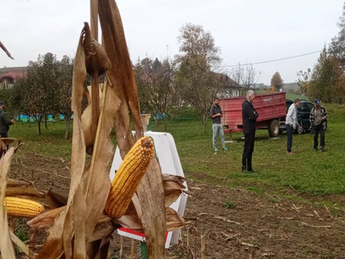 Bihać: Farmeri zadovoljni urodom kukuruza