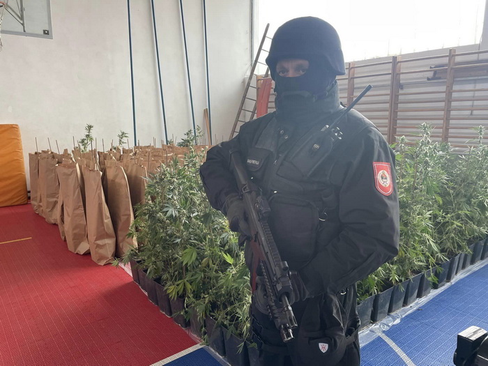 Bijeljina: Pronađeno 275 stabljika konoplje, uhapšene dvije osobe