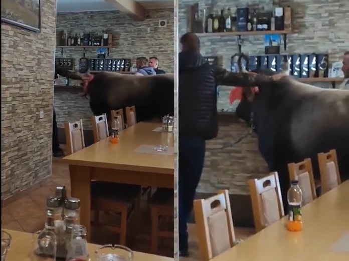 Bik Jablan nakon koride ‘svratio’ u kafanu