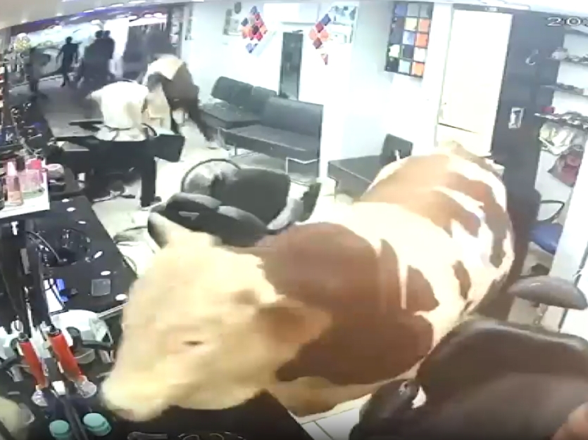 Bik uletio u frizerski salon i izazvao paniku u Istanbulu
