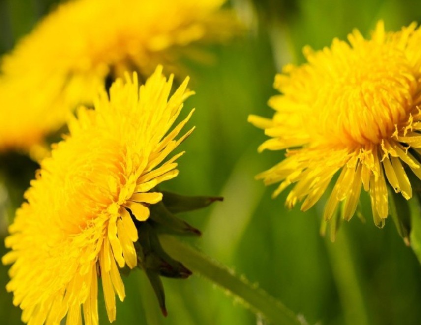 Biljka koju mnogi gaze, a prava je riznica vitamina i minerala