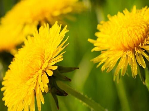 Biljka koju mnogi gaze, a prava je riznica vitamina i minerala