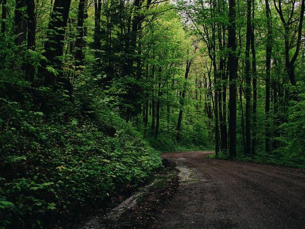 Bizaran slučaj: Policija otkrila 55 studenata medicine polugolih i vezanih u šumi u Francuskoj