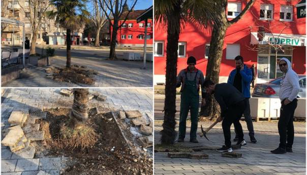 Bizarna scena Mostaru: Pokušao prodati gradsku palmu za 400 KM