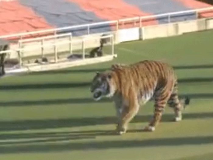 Bizarno: Barcelona pustila velikog tigra da šeta po stadionu usred dana