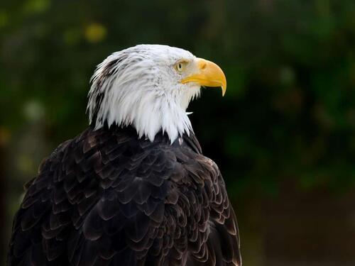 Bjeloglavi orao službeno proglašen nacionalnom pticom SAD-a