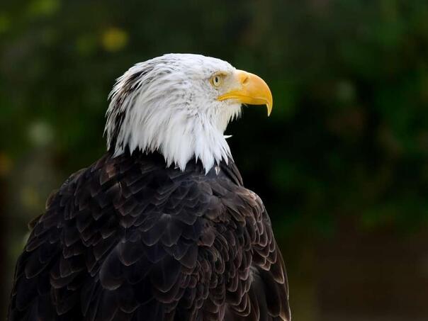 Bjeloglavi orao službeno proglašen nacionalnom pticom SAD-a