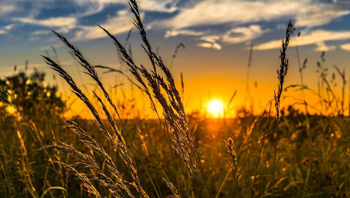 Bliski istok se vraća domaćoj poljoprivredi
