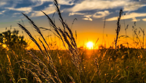 Bliski istok se vraća domaćoj poljoprivredi
