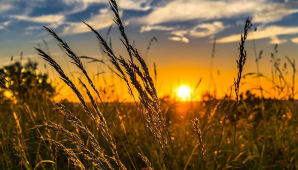 Bliski istok se vraća domaćoj poljoprivredi