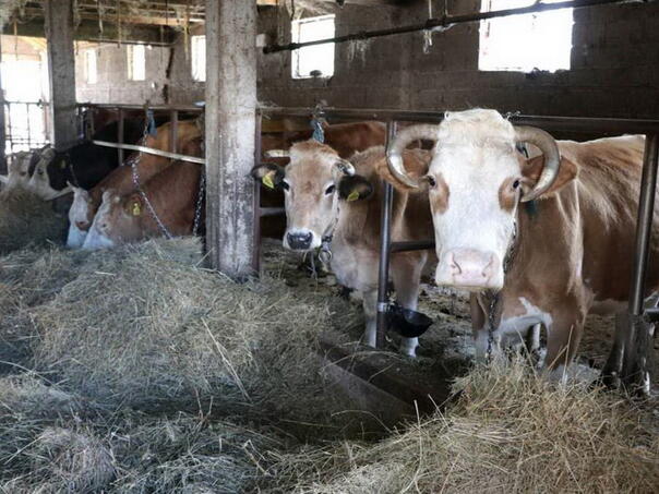 Bolest plavog jezika u regiji: BiH mora hitno pojačati mjere dezinfekcije i zaštitu stočnog fonda