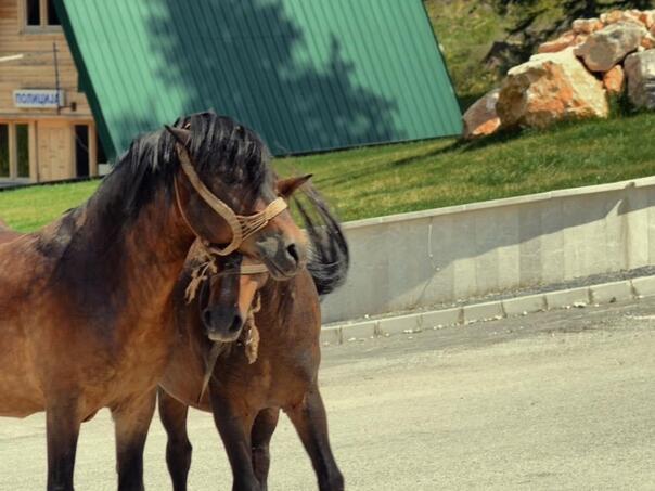 Bosanski brdski konj: Od zaborava do opstanka uz pomoć entuzijasta i stručnjaka