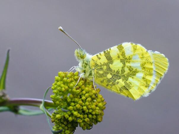 Bosna i Hercegovina bogatija za novu vrstu leptira