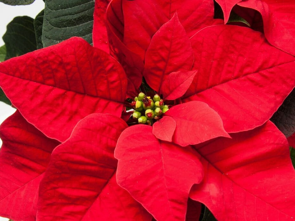 Božićna zvijezda – tradicija i omiljeni ukras blagdanskog doma