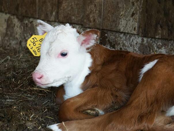 Braći iz Doboja pet godina zatvora zbog iznude teleta