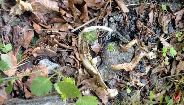 Bratunac: Ekshumirani kompletni posmrtni ostaci dvije žrtve proteklog rata