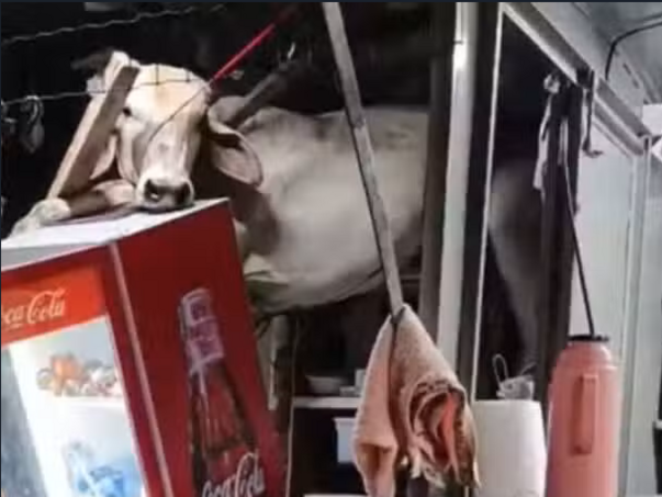 Brazil: Krava propala kroz krov restorana