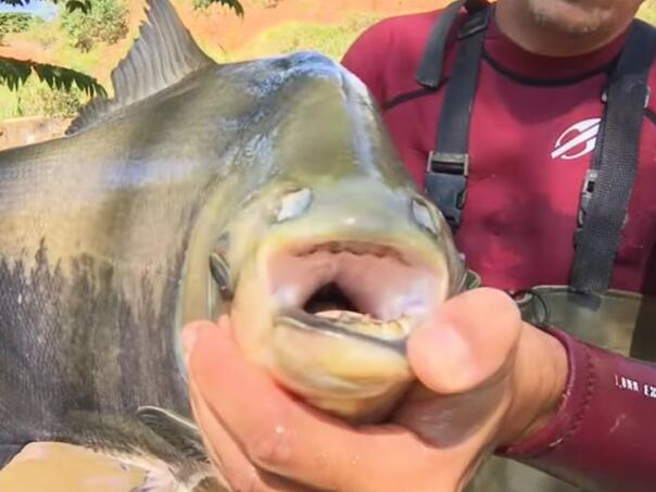 Brazil: Ribe u resortu izgrizle najmanje 30 ljudi