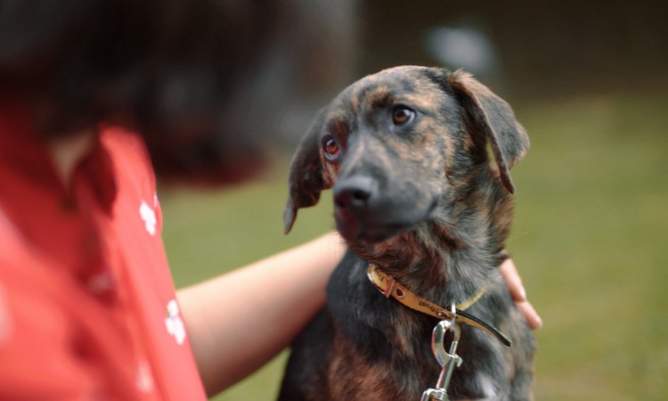 Brutalnost prema životinjama prvi korak prema nasilju nad ljudima