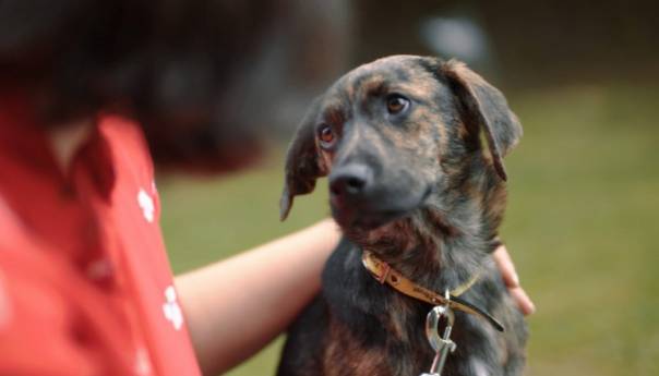 Brutalnost prema životinjama prvi korak prema nasilju nad ljudima