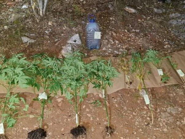 Čapljina: 39-godišnjak uhapšen dok je zalijevao marihuanu