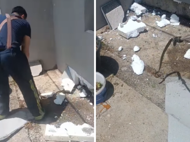 Čapljina: Vatrogasci razbili fasadu kuće i pronašli četiri zmije!