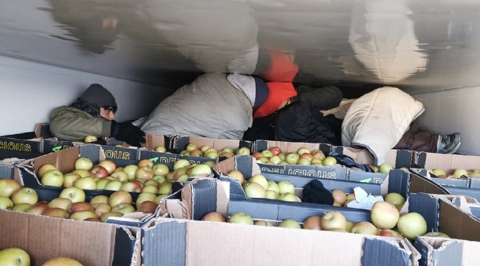 Carinici Srbije otkrili migrante među jabukama