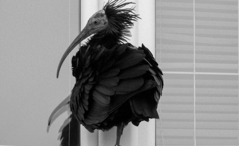 Ćelavi ibis, jedna od najrjeđih ptica na svijetu, pronađena mrtva u dolini Neretve
