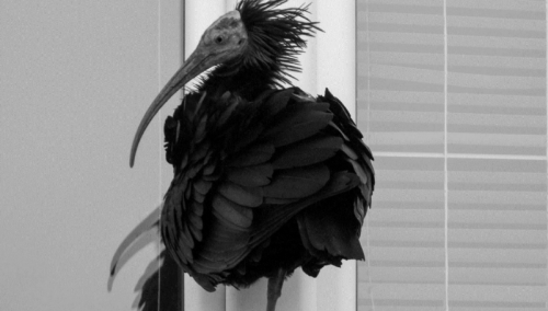 Ćelavi ibis, jedna od najrjeđih ptica na svijetu, pronađena mrtva u dolini Neretve